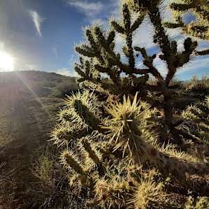 Juniper Shade