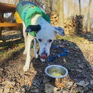 Each cabin seem to have a great supply of firewood. There was also Adirondack chairs and picnic tables. My dog loved the eggs we made over the fire!