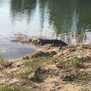 Gary the Gator.
