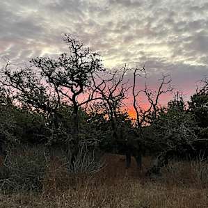 Hillside Live Oak Grove