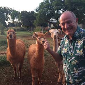 The alpacas love being fed