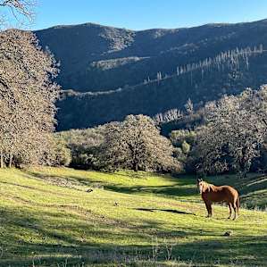 Horse Lovers Camping