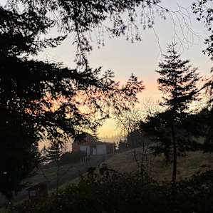 Camping at Carsner Tree Farm