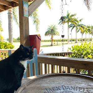 Vineyard and Palm studded RV sites
