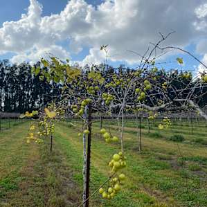 Vineyard and Palm studded RV sites