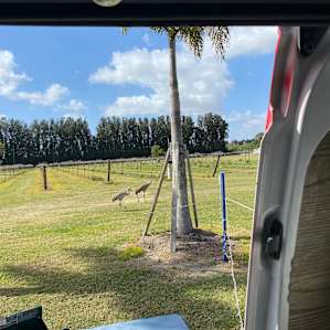 Vineyard and Palm studded RV sites