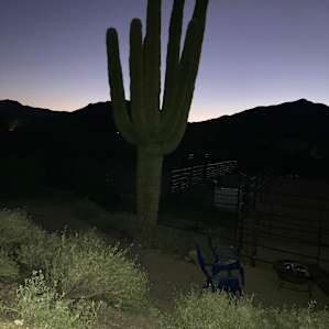 Nighttime campside view of saguaro and Sonoran desert