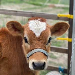 Baby cow
