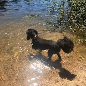 Come on in, the water’s fine 🐾