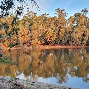 Murray River 'Pig Bend'