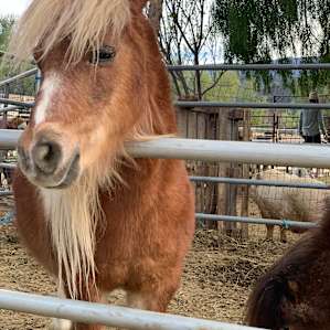 Saddle Up Ranch Site 2