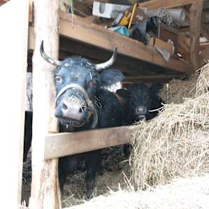 Cute cows on Kevin's land!