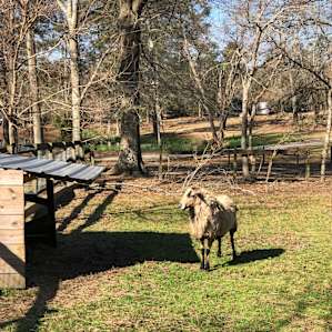 The Bellwether Farmstead