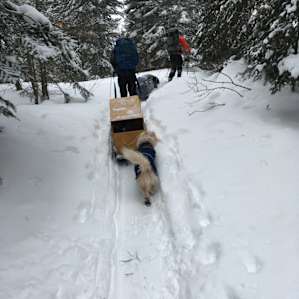 Deep snow was hard work for a short dog, but she had a great time.