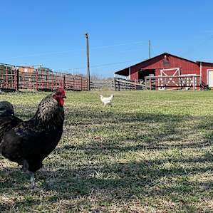 RV Boondocking on a Farm