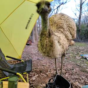 An emu visited as we were decamping. We fed her the animal cookies our hosts had given us, it was so much fun!