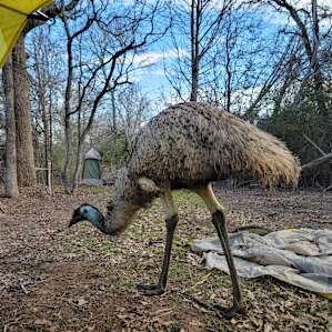 The emus are just so entertaining to watch.