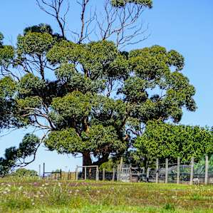 Shady trees in the front field