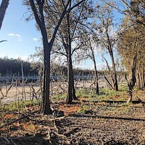 Site 4 River bank.