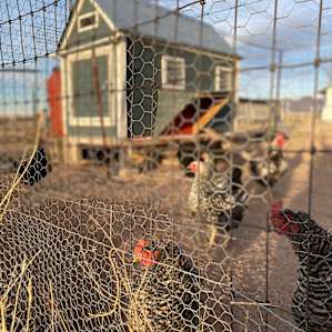 Chicken coop