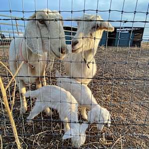 New Kids!
