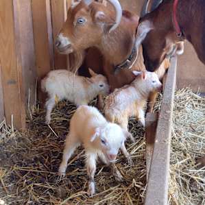 Legacy Farms Roughing It