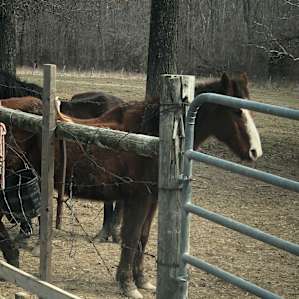 The farm animals are really sweet!