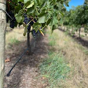 Miners Ridge Vineyard Glamping Pod