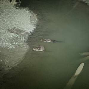 Beavers came in each night from 8:30-9:30
