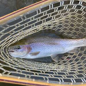 Trout from Cedar Creek