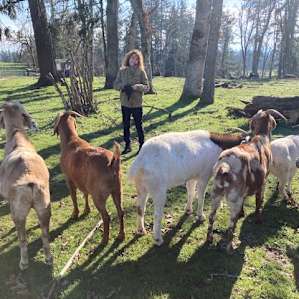 Goat whispering