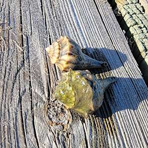 Two shy hermit crabs. The fiddler crabs were cute too but I didn't get a picture of them.
