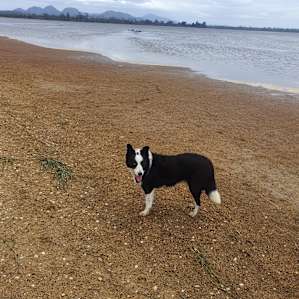 The host's dog Daisy having a walk .