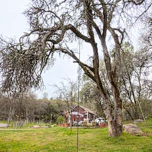 Nature Feature - large trees cover the entire campsite, this one has a swing!