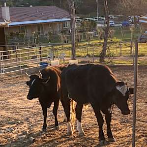 Camping with Rescue Animals