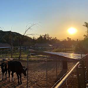Camping with Rescue Animals