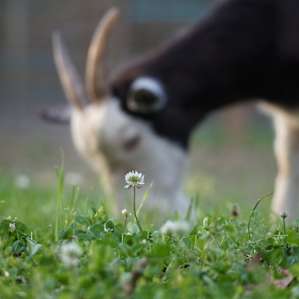 Goat House Farm Camping