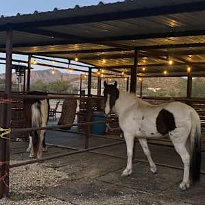 Mare motel - Willow says it’s her favorite Resort