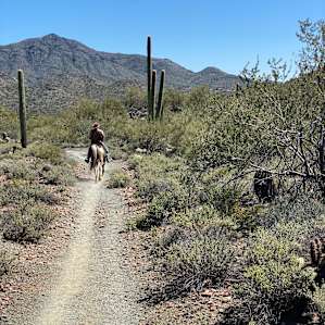 Miles of desert to roam