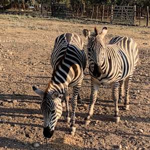 The zebras