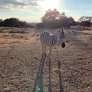 The other zebra