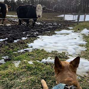 Spring lake retreat on the farm
