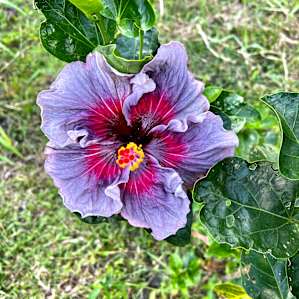 Hibiscus