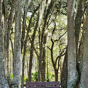 Bench between the oaks