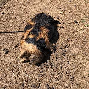 Piggy