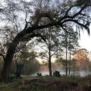 The big oak tree