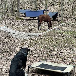 Holler Camping