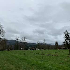 View at site towards owner property, lots of privacy