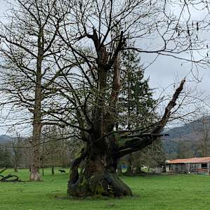 Super cool tree