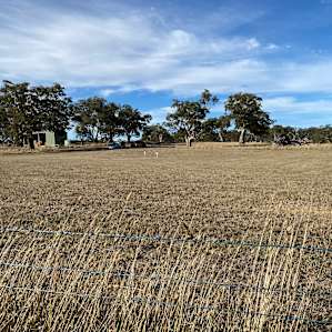 Adelaide Hills Working Cattle Farm